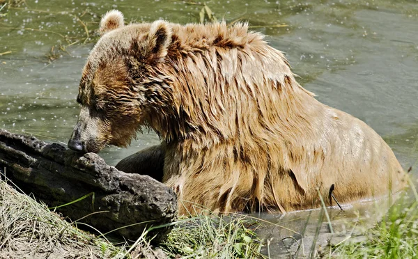 Kahverengi bira — Stok fotoğraf