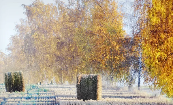 Paisaje otoño — Foto de Stock