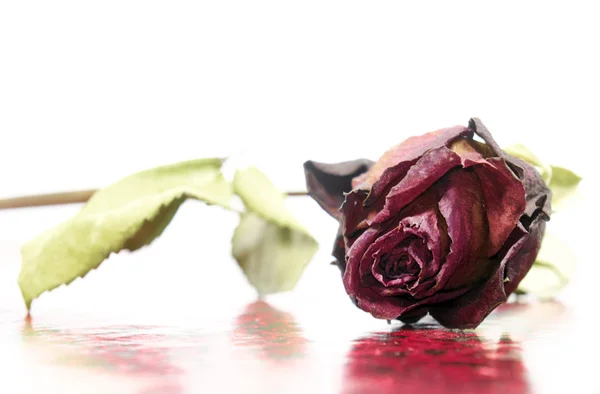 Verwelkte Rose — Stockfoto