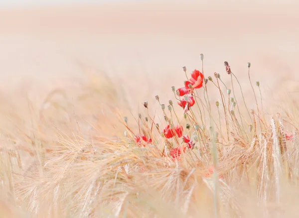 Papavers — Stockfoto