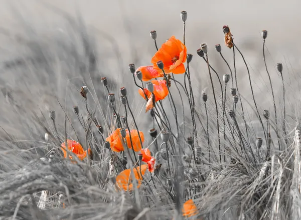 Amapolas — Foto de Stock