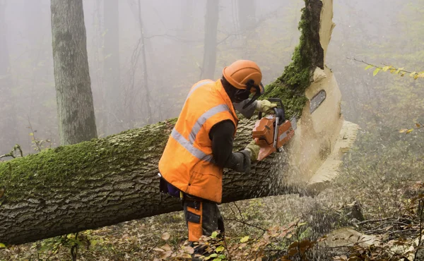 Lumberjack — Stock Photo, Image