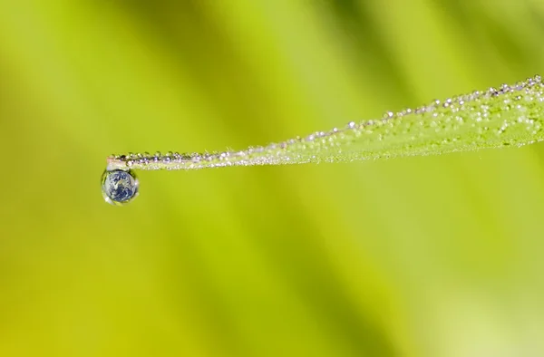 Drop of water — Stock Photo, Image