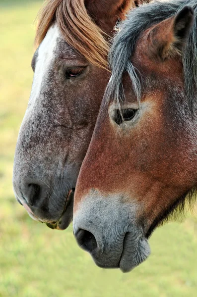 말들 — 스톡 사진