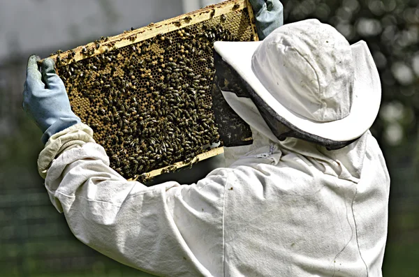 Beekeeper — Stock Photo, Image