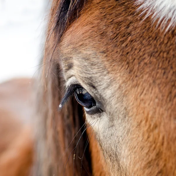 Cavalo — Fotografia de Stock