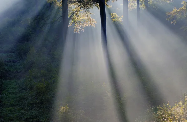 Foresta — Foto Stock