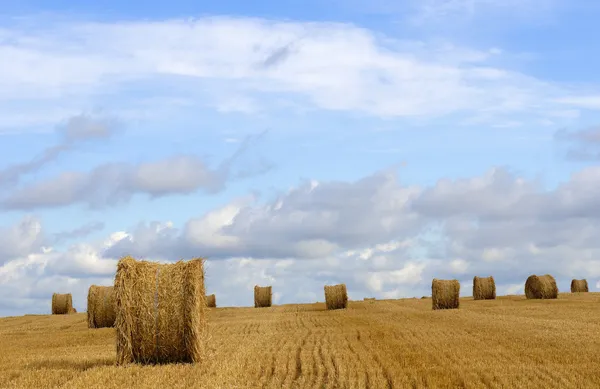 Tempo di raccolta — Foto Stock