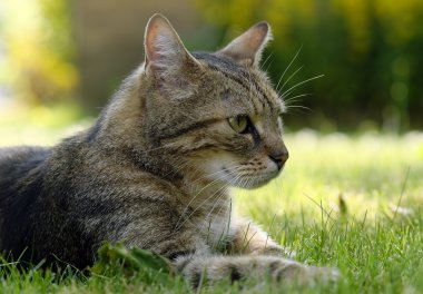 t abby kedi