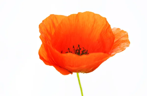 Rode papaver — Stockfoto