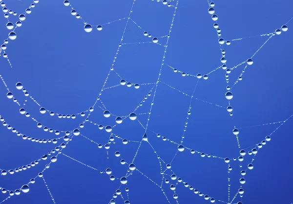 SpiderWeb — Stok fotoğraf