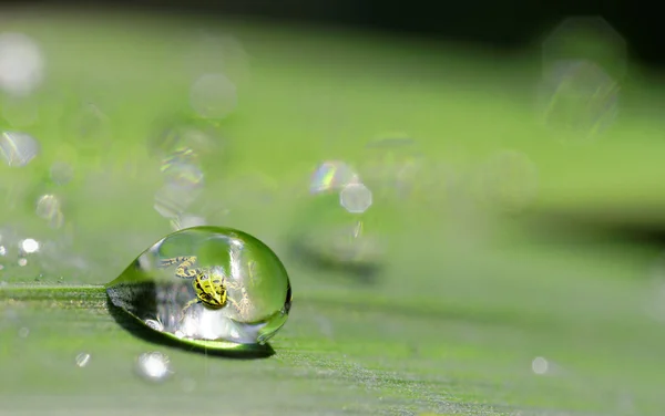 Grüner Frosch — Stockfoto