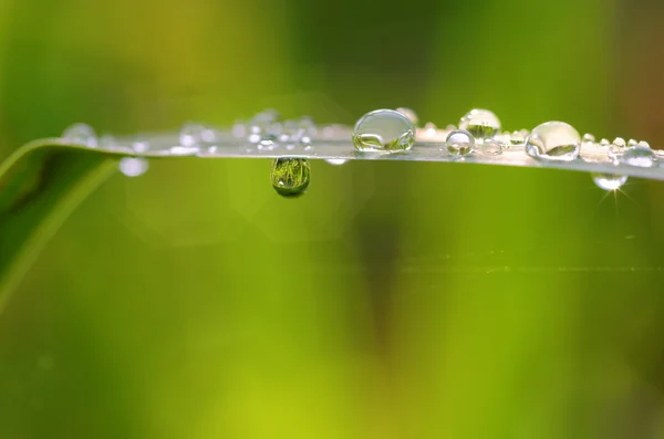 Orvalho e gota — Fotografia de Stock