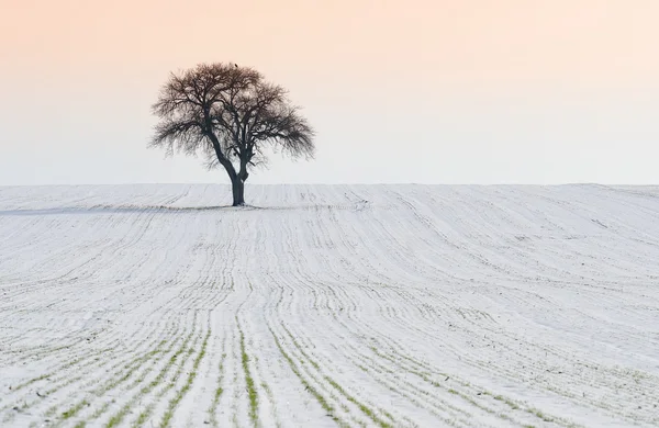 Vinterlandskap — Stockfoto