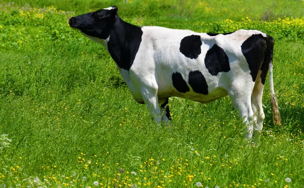 牛儿在草地上 — 图库照片