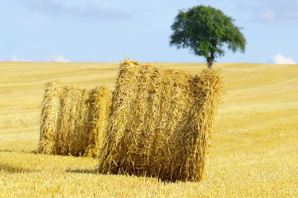 Straw — Stock Photo, Image