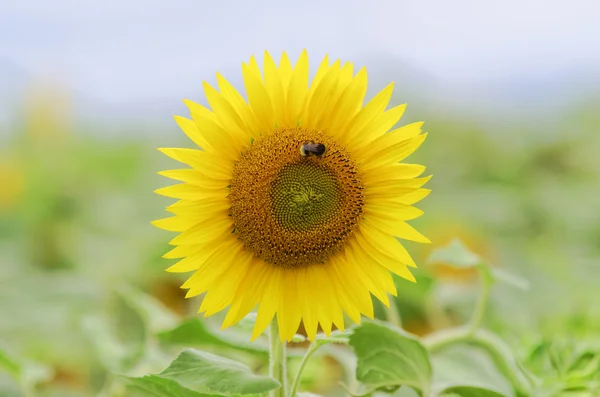 Zonnebloem — Stockfoto