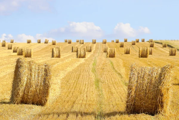 Straw bales — Stock Photo, Image