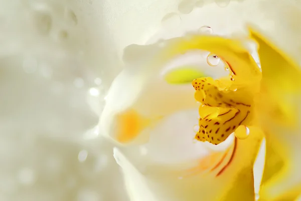 난초 — 스톡 사진
