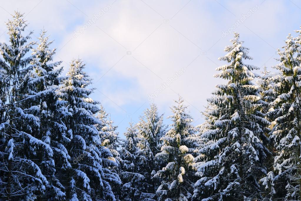 snowy forest