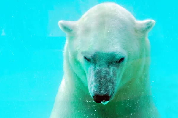 Urso polar — Fotografia de Stock