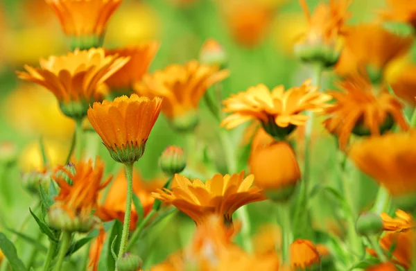 Flowers — Stock Photo, Image