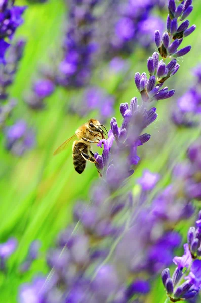 Lavanda — Fotografia de Stock