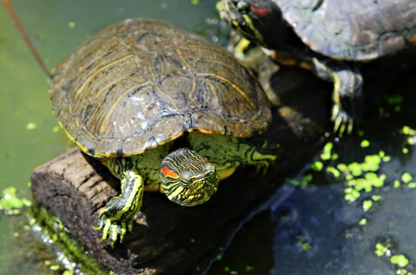 Florida schildpad — Stockfoto
