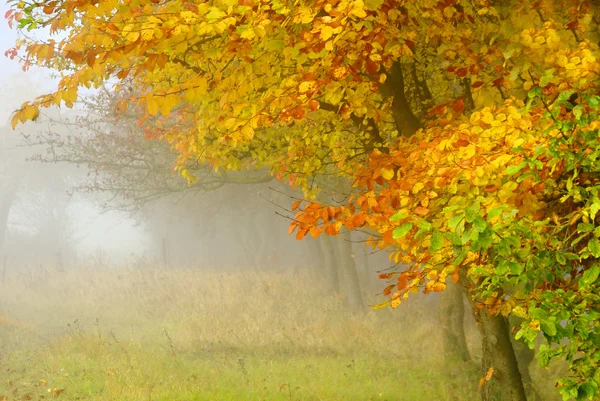 Herbstlaub — Stockfoto