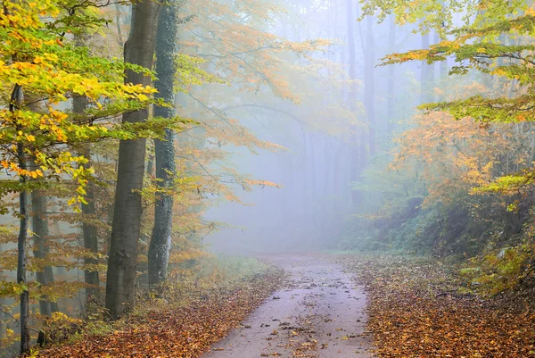 Misty forest — Stock Photo, Image