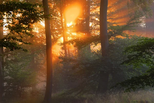 O sol nasce — Fotografia de Stock