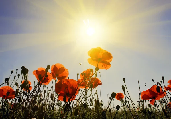 Mohn — Stockfoto