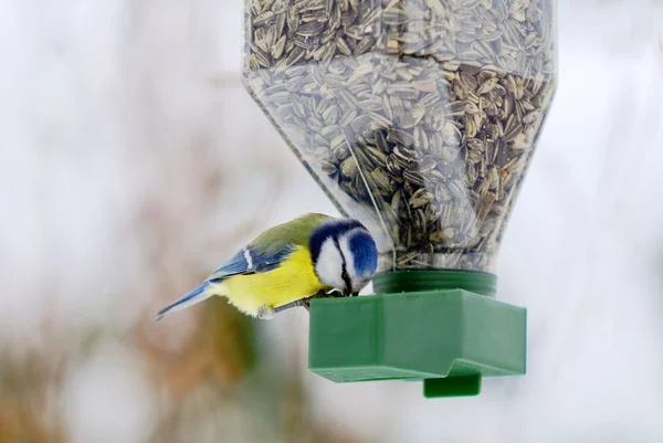 Tomtit... — Fotografia de Stock