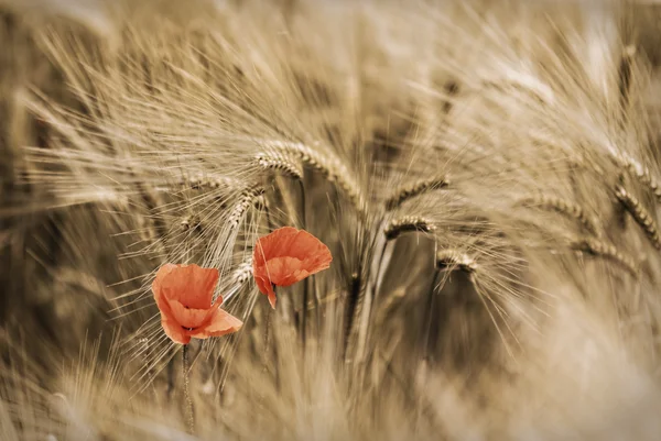 Poppies — Stock Photo, Image