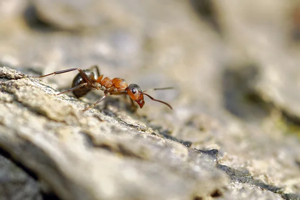 Ant のクローズ アップ — ストック写真