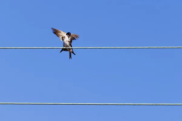 Swallows — Stock Photo, Image
