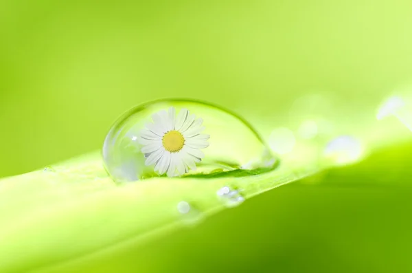 Drop of spring — Stock Photo, Image