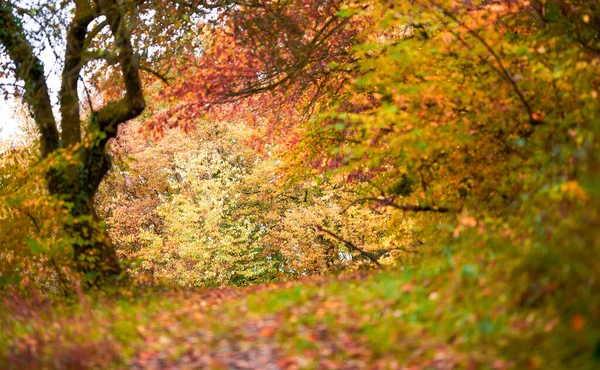 Folhas Outono Floresta — Fotografia de Stock