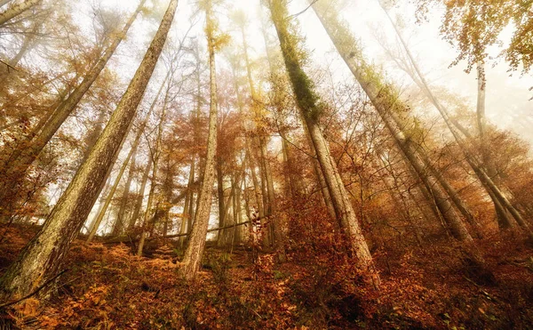 Lage Hoek Uitzicht Boomtoppen Herfst — Stockfoto