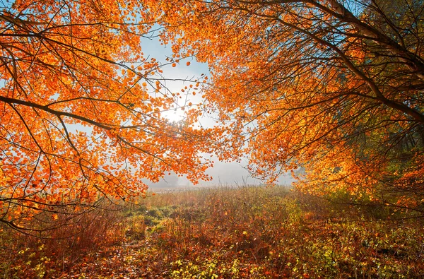 Borde Del Bosque Otoño —  Fotos de Stock