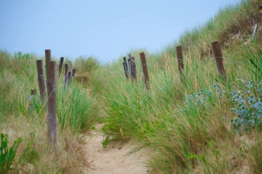 Kumsaldaki patika sahile gidiyor.