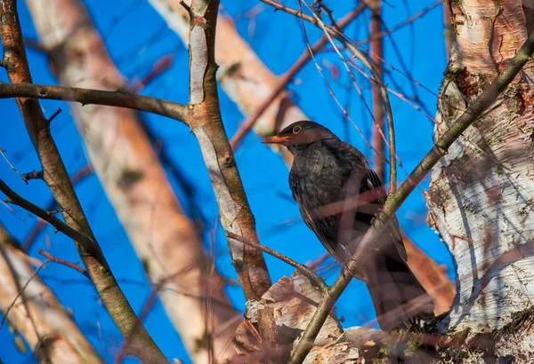 Blackbird Branch Winter — Stock Photo, Image