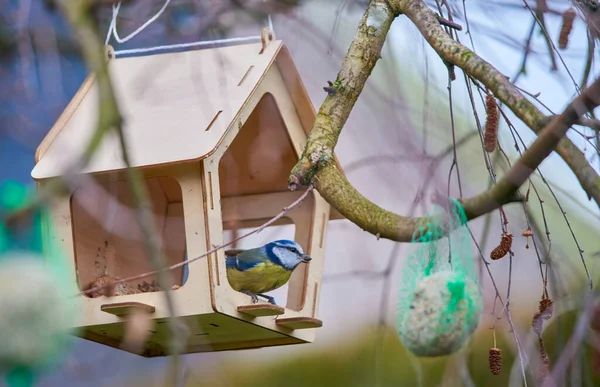 Vogelhuisje Aan Een Boom Met Een Vogel Erin — Stockfoto