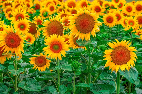 Campo Girasoli Colori Vivaci — Foto Stock