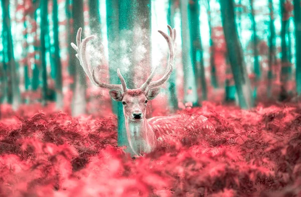 Foto Montagem Cervo Pousio Uma Vegetação Rasteira — Fotografia de Stock