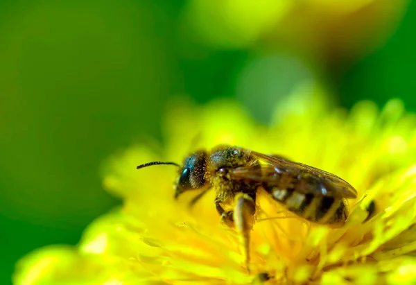 Detailní Pohled Včela Žlutém Květu — Stock fotografie