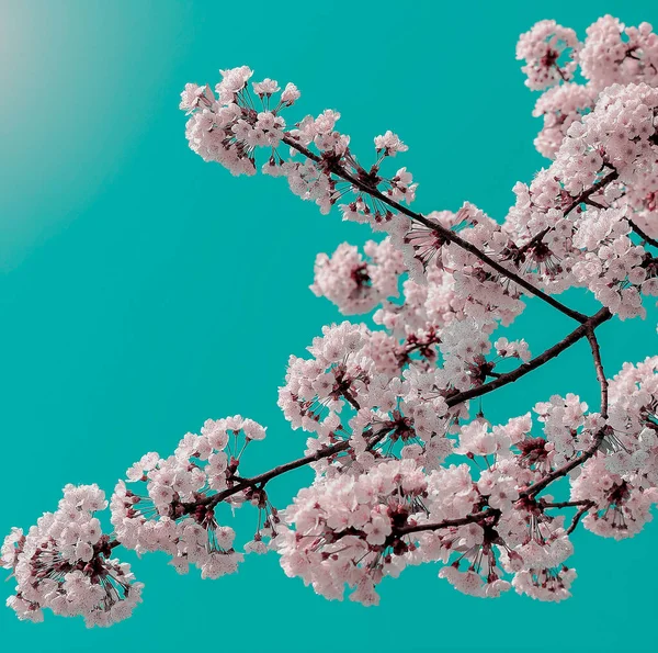Дерево Цвіте Навесні — стокове фото