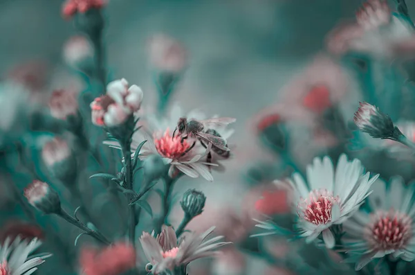 Vue Rapprochée Une Abeille Sur Une Fleur — Photo