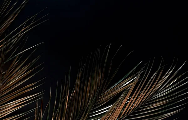 Złoty Liść Palmowy Izolowany Czarnym Tle Widok Góry Miejsca Kopiowania Obrazy Stockowe bez tantiem