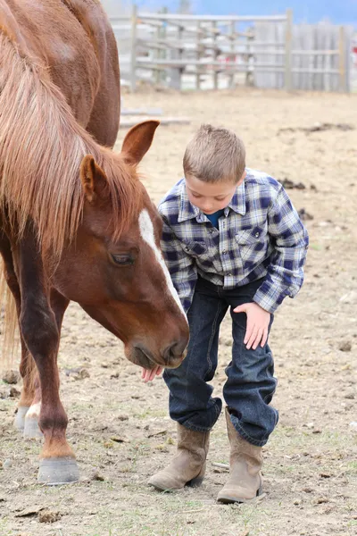 Koňské dobroty — Stock fotografie